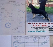 Batajnica - Na prodaju muško štene nemačkog ovčara radna linija staro tri ipo meseca, vakcinisano i revakcinisano sa papirima, otac poreklom iz saj-a  