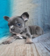 Batajnica - Francuski bulldog, zenka blue-tan boje