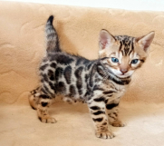 MMaestro_bengal macici Batajnica - MMaestro_bengal macici